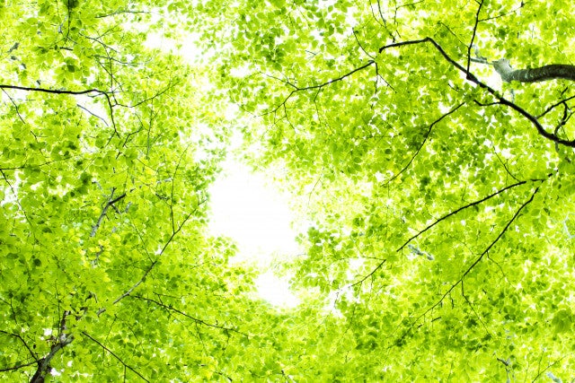 写真: