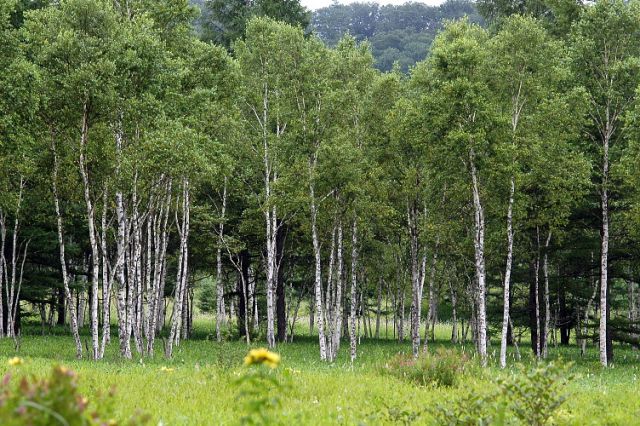 写真:自然環境と共に歩む(※白樺林の写真等)