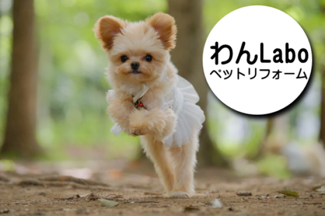 写真：