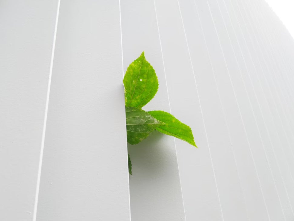 写真: